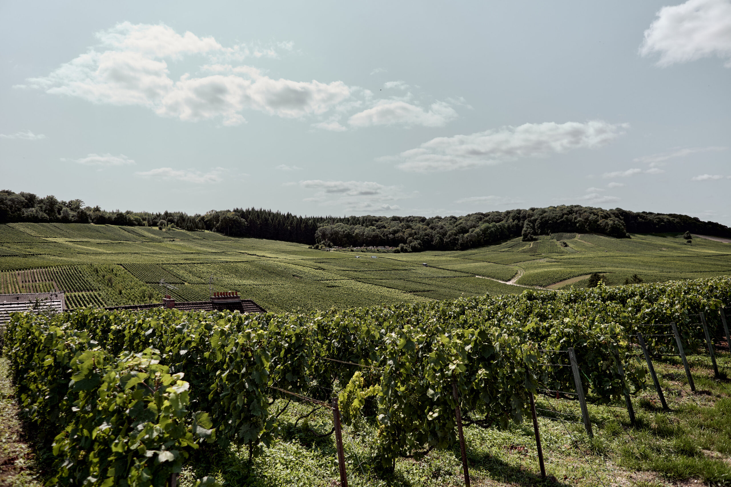 Vignes Lancelot-Royer